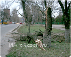 На улице Станционной в Курске сильным порывам ветра сломало дерево