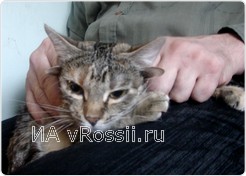 На коленях у хозяина