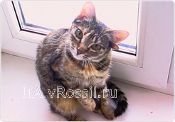 Одна из них - воронежская кошка Лунтя