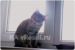 А в скором времени пятиухую кошку ждет знакомство с четырехухим женихом