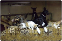 В приюте 