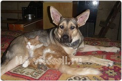 Кто сказал, что дружба кошки с собакой невозможна?