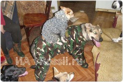 И костюмированные шоу